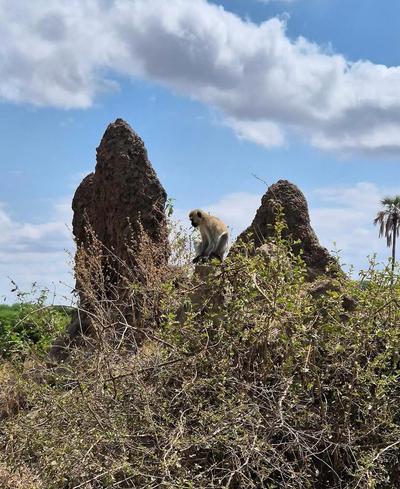 kilimanjaro peak
